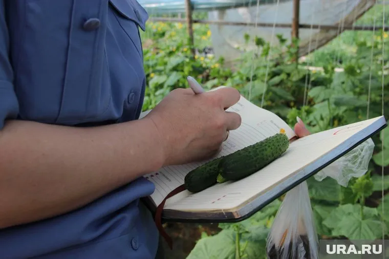 Проверке подверглось ООО «Дружба», которое выращивает овощи в 80 теплицах, расположенных на восьми га