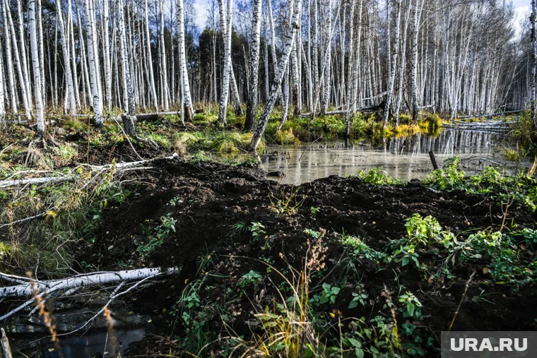 Девушка возвращалась от подруг и застряла в болоте (архивное фото) 