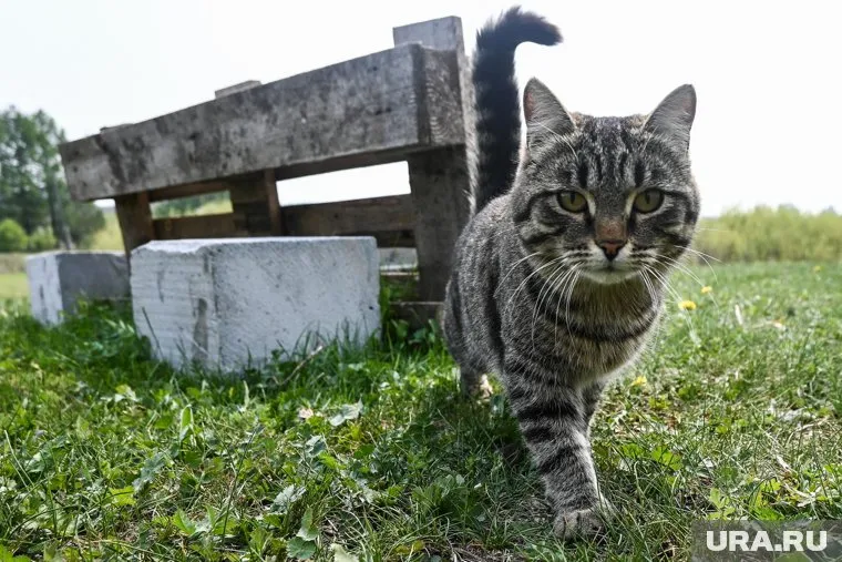 Житель Ивановской области забрал себе кошку, над которой издевались в Пермском крае (архивное фото)