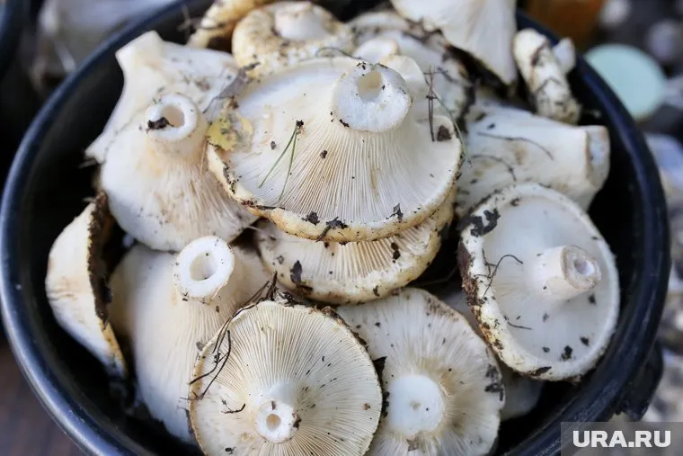 В Челябинске на базаре грузди продают ведрами