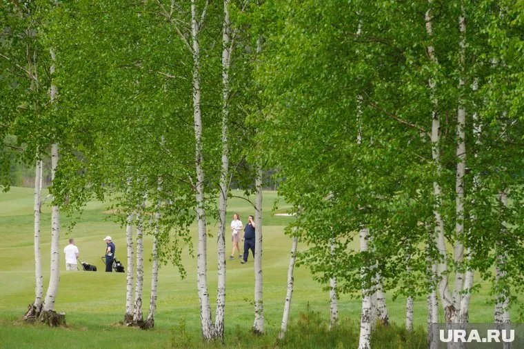 Березовое сырье запретят вывозить из страны