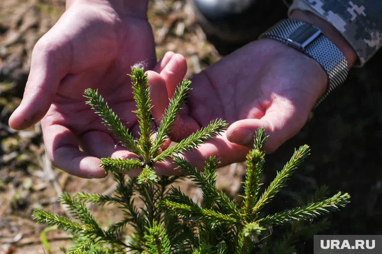 Саженцы помогут восстановить леса и уменьшить объемы парниковых газов в атмосфере