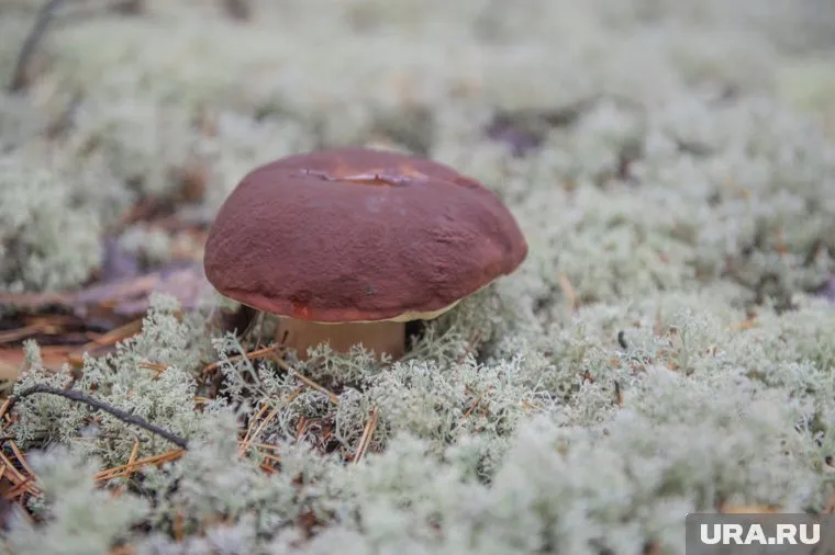 Множество белых грибов собрал пермяк возле села Рябинино