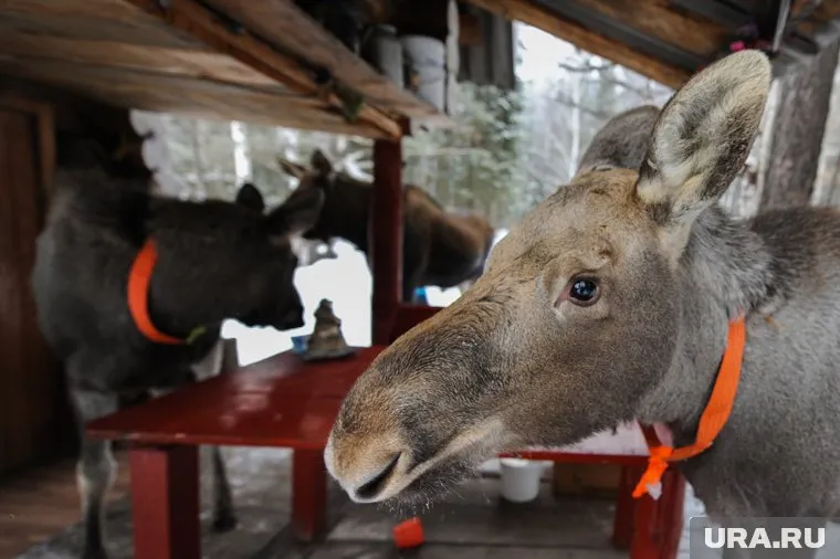 Зверя выпустили в лес в районе Верхней Пышмы (архивное фото)