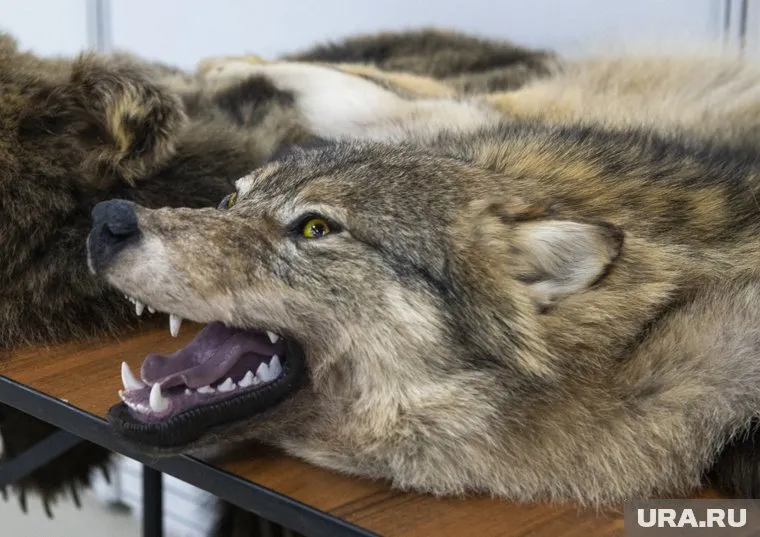 Опасные хищники стали трофеями