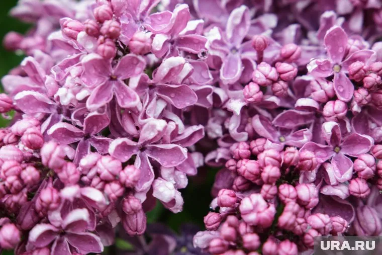 Аромат сирени превратит дачу в оазис релаксации