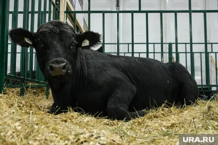 Случаи убоя зараженных животных для продажи мяса выявлены в селе Перевалово Тюменского района