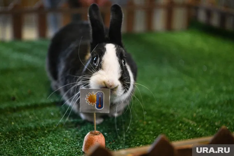 Кролик Вождь пообещал свердловчанам раннюю, но пасмурную весну