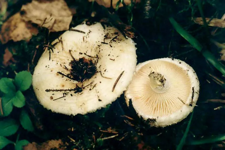 Грузди нужно всегда замачивать и варить перед приготовлением