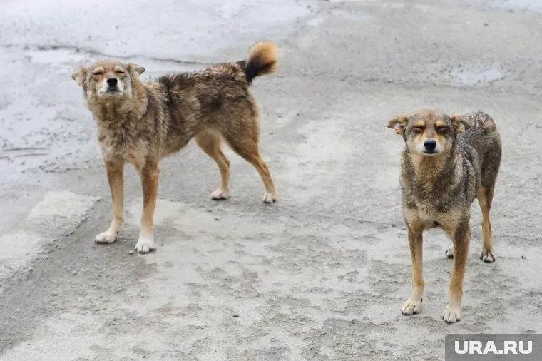 Помощь ребенку, пострадавшему от нападения животных, оказал очевидец