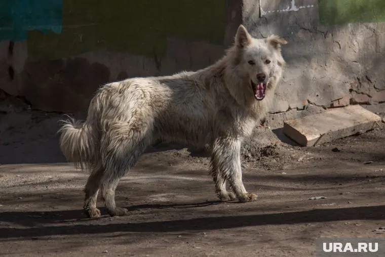 Пермяки готовятся выйти на митинг в защиту бродячих собак