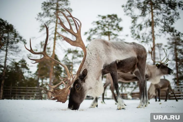 Животное передвигается по дорогам, несмотря на автомобильное движение