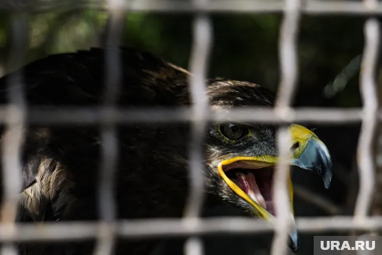 Из-за изменившегося поведения орлов оператор обновит тариф для орнитологов
