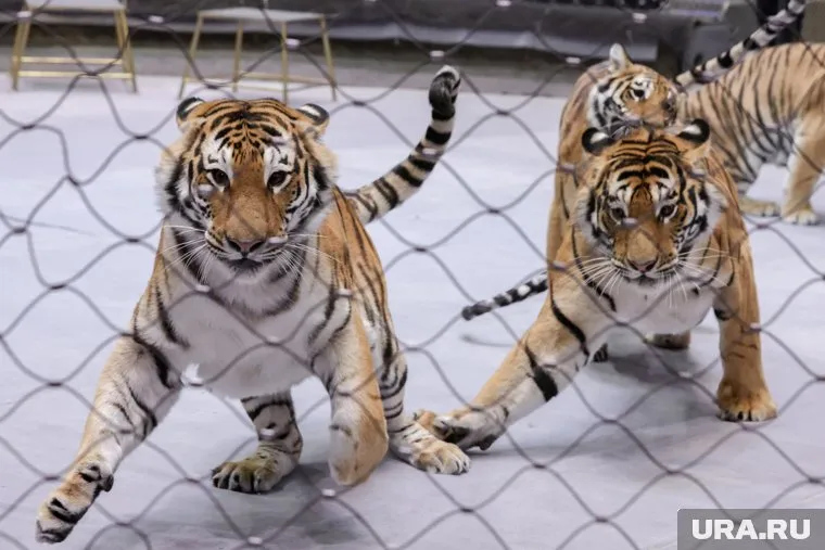 Тигры находятся в клетках на территории циркового комплекса