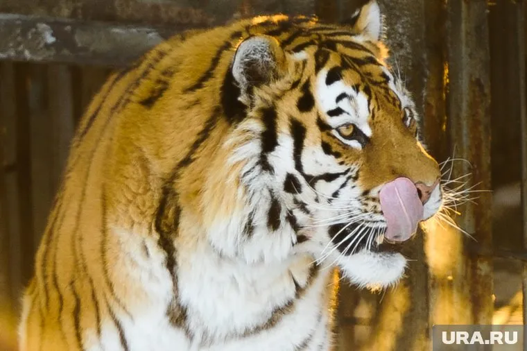 Амурский тигр был убит живодерами в Приморском крае