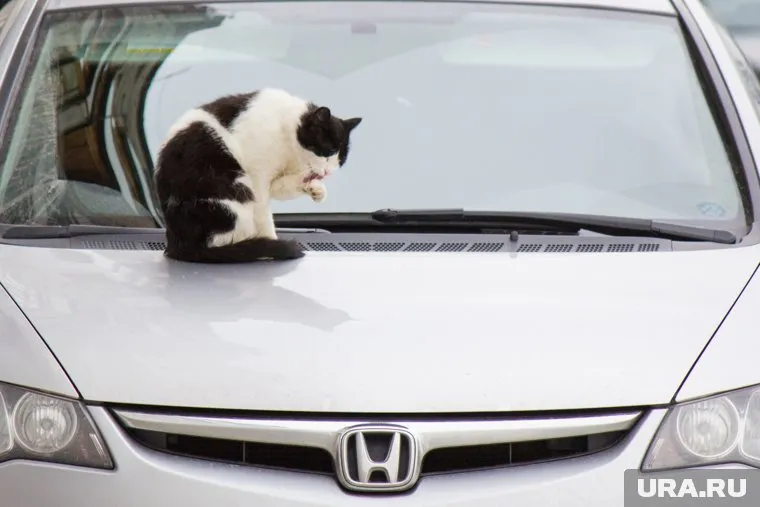 Honda признаны одними из самых надежных подержанных автомобилей