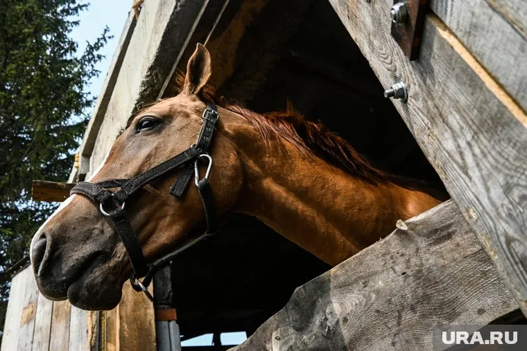 Конный клуб хотят снести для строительства жилого комплекса