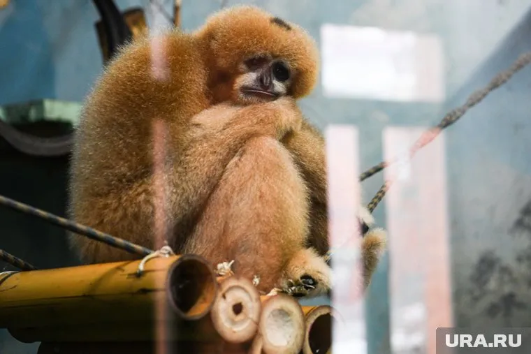 Более чем 30 ученых из разных стран составили письмо, в котором призвали медицинское сообщество переименовать заболевание