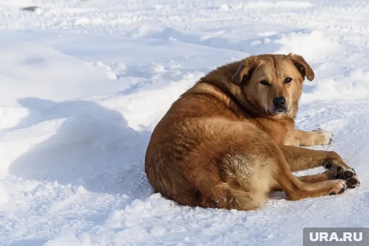 Врачи предполагают, что собаку сбили на трассе и бросили умирать