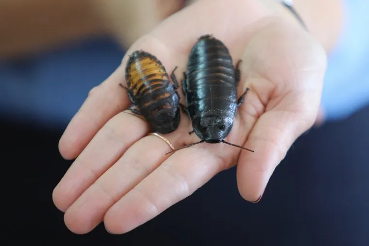 КГСХА. Агрономический факультет. Микроклональное размножение картофеля. Курган