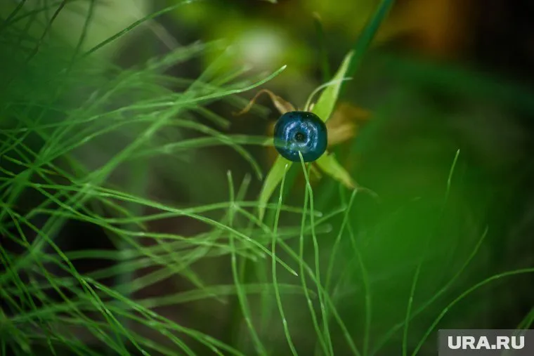 Некоторые дикие ягоды, например, вороний глаз могут привести к смертельному отравлению