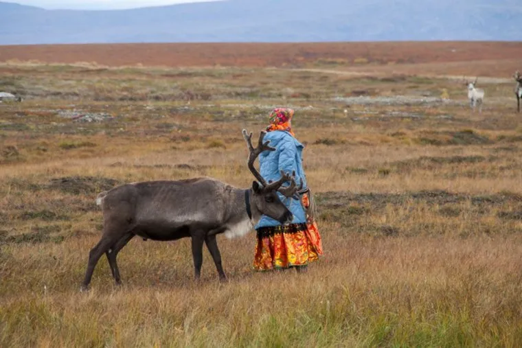 Досрочное голосование оленеводов. ЯНАО. Ямал. Салехард
