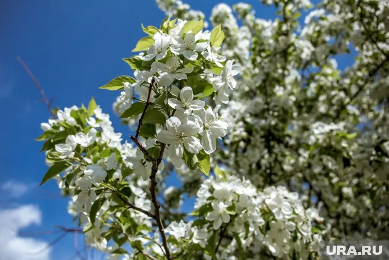 Свердловчан с 25 мая ожидает 30-ти градусная жара, считает Алексей Пулин