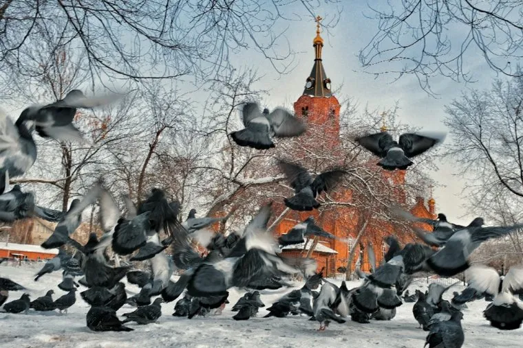 Кормление голубей у Храма Александра Невского. Курган