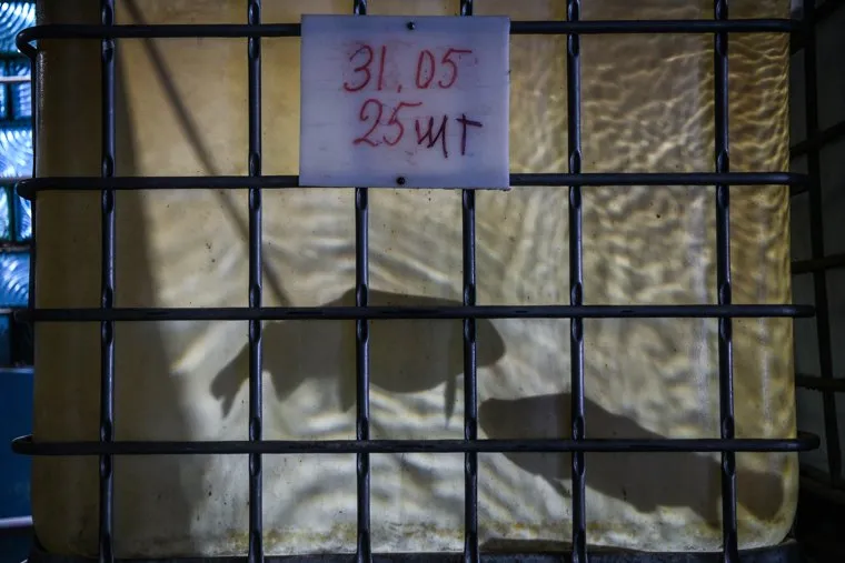 Форелевая ферма Уральской рыбной компании. Свердловская область, Заречный