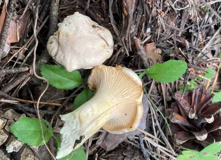 Лисички-альбиносы съедобны, хотя внешний вид может отпугнуть грибников 