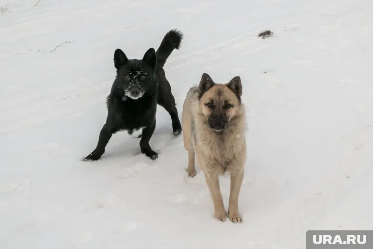 Компенсацию получат родители покусанного животными ребенка
