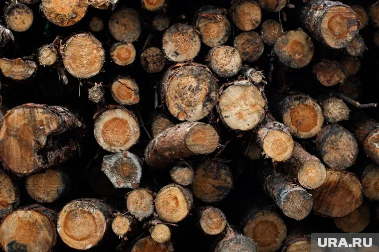 На Ямале допустили исчезновение 18 гектаров леса