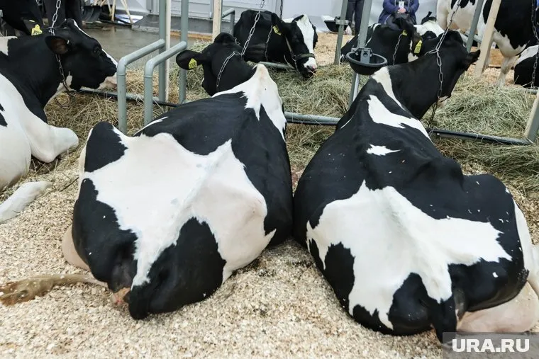 По адресу агрокомпании «Весна» в Тобольском районе вместо фермы находится жилой дом