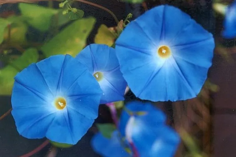 Ипомея трехцветная. Stock