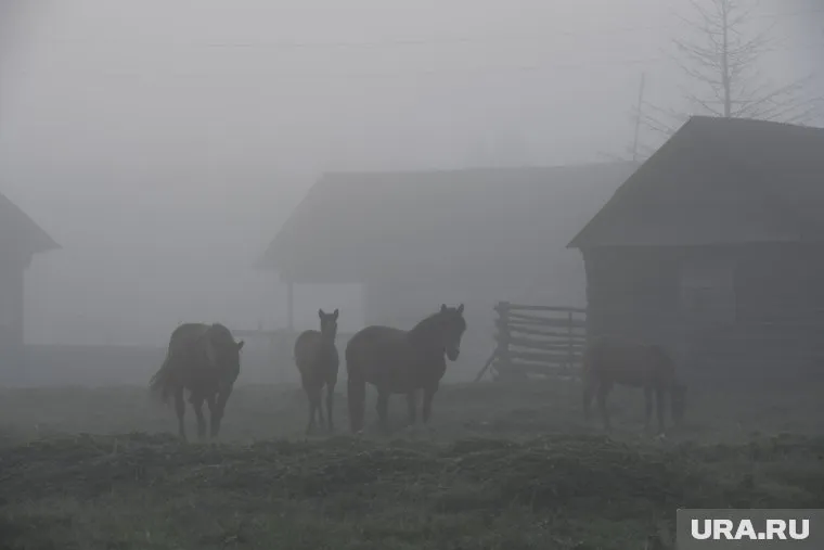 По словам синоптика, в Свердловскую область к утру 8 июня придут туманы и грозы