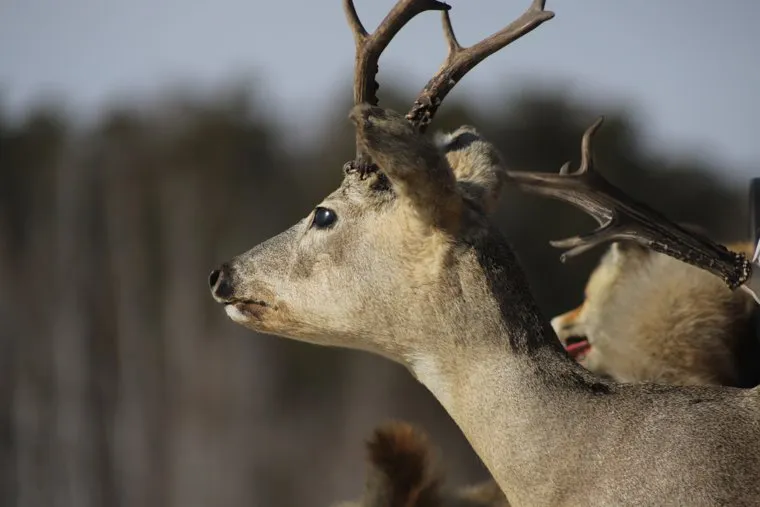 Кафе «Поместье». Курган 