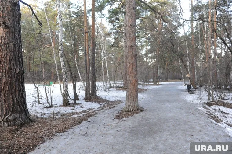 При определении нового лесного маршрута учитывали уже существующие тропы