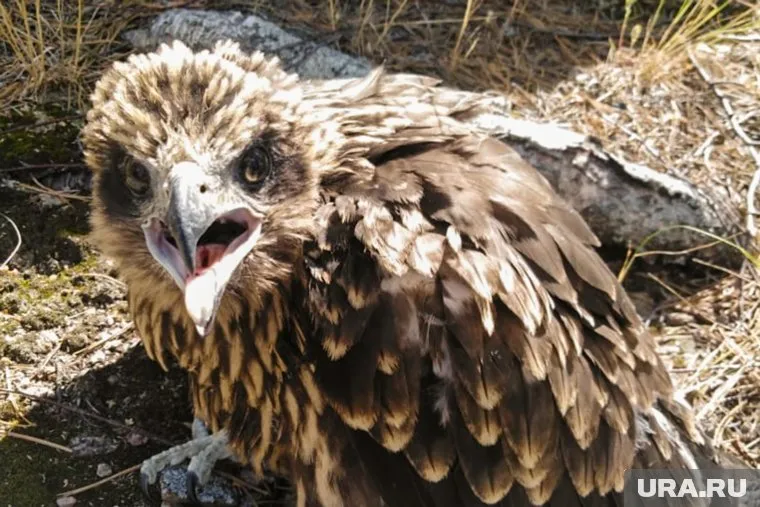 Дорога и питомник хищных птиц появятся в Арктическом парке в ЯНАО