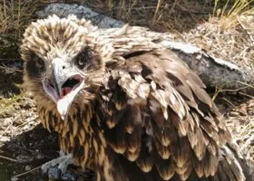 Арктический парк природы в ЯНАО получит средства на питомник хищных птиц