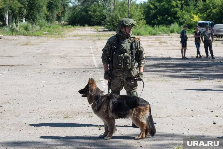 Собаки-саперы спасают жизни бойцов и мирного населения