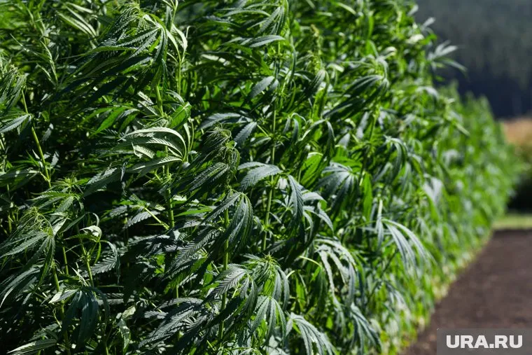 Конопля выросла рядом с элитным ЖК «Первомайская 1А»