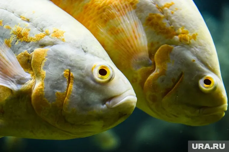 Заниматься изучением рыб будут специалисты двух ведущих институтов