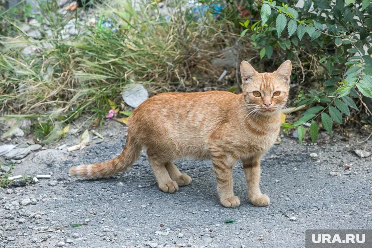 Россияне делятся друг с другом контактами, чтобы найти временных хозяев для домашних животных
