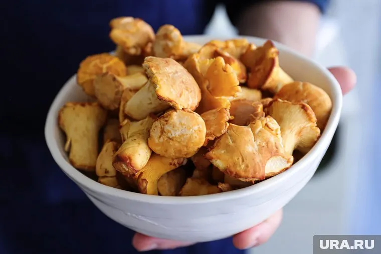 Лисички грибник собрал в лесах под Златоустом 