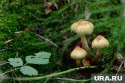 Какие грибы нужно обязательно попробовать в апреле