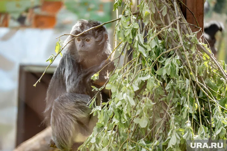 Теплые павильоны позволят наблюдать за животными круглый год