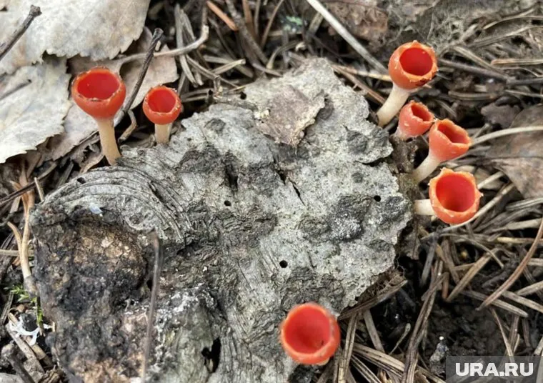 Микростома стала 659-м видом грибов в нацпарке "Таганай"