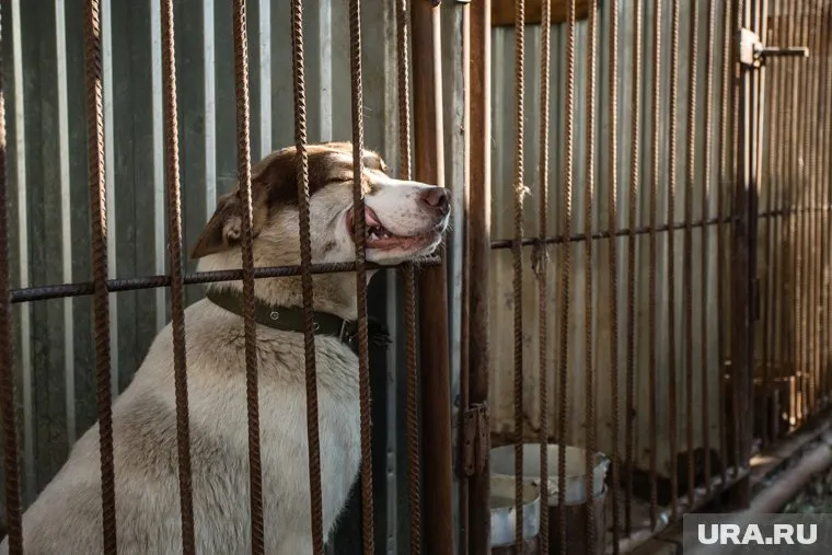 Горожане считают это последствиями «закона о гуманном обращении с животными»