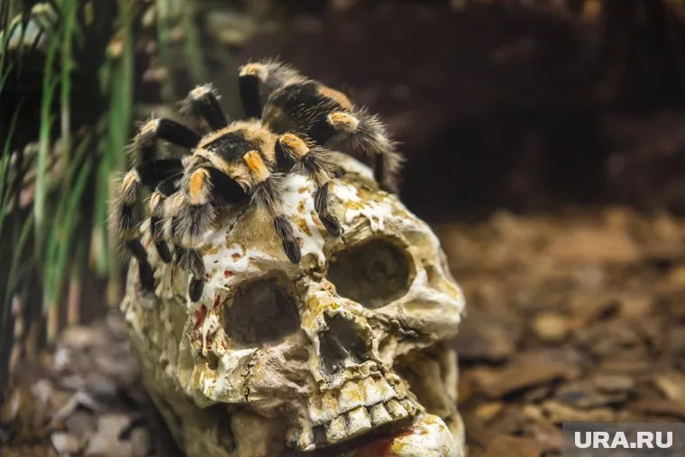 Собирать кости посоветовали в перчатках