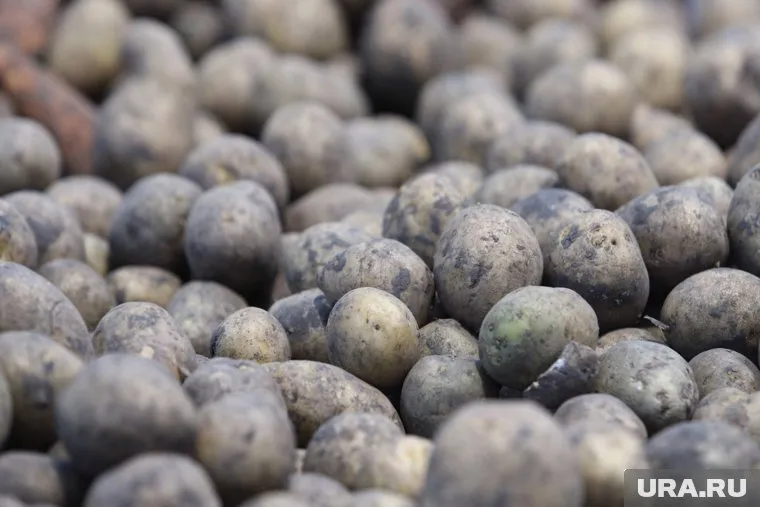 Картошка стала дешевле на 2%, огурцы потеряли в стоимости 3,5%